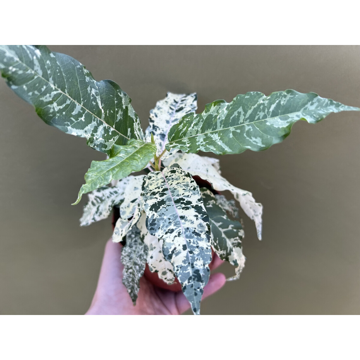 Ficus Snowstorm Variegata
