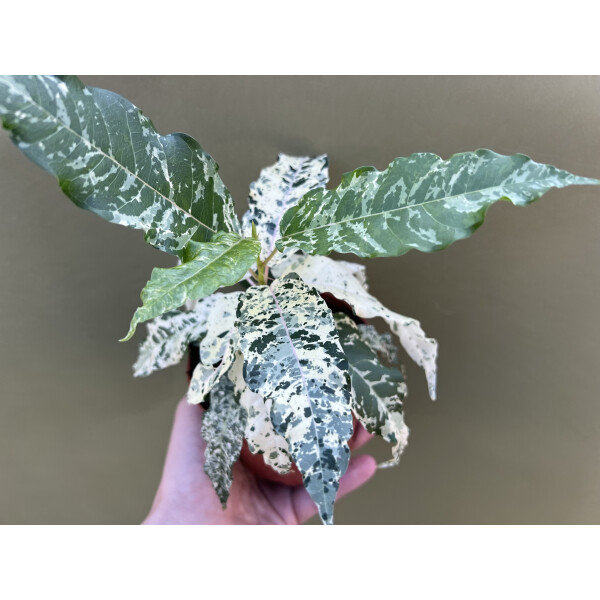 Ficus Snowstorm Variegata