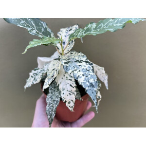 Ficus Snowstorm Variegata