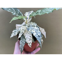 Ficus Snowstorm Variegata