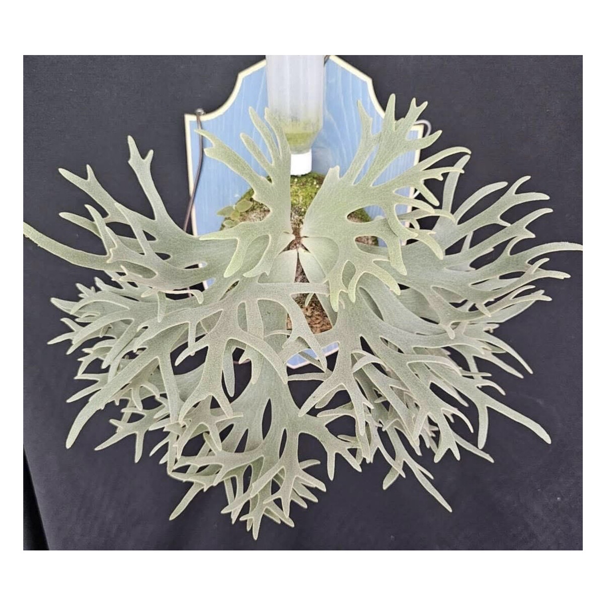 KT！P. willinckii ’Bacteria’ spore1239 Platycerium Willinckii 'Bacteria' | Welovetropicalplants