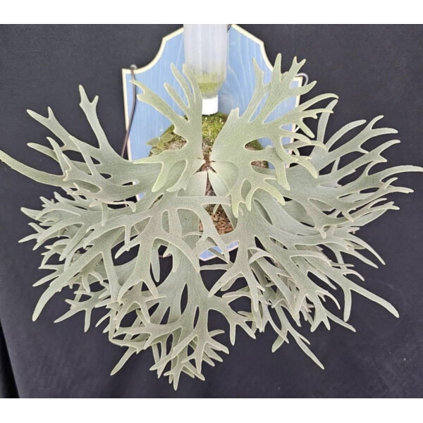 Platycerium willinckii Bacteria