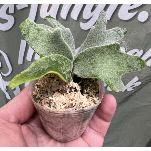 Platycerium willinckii Bacteria