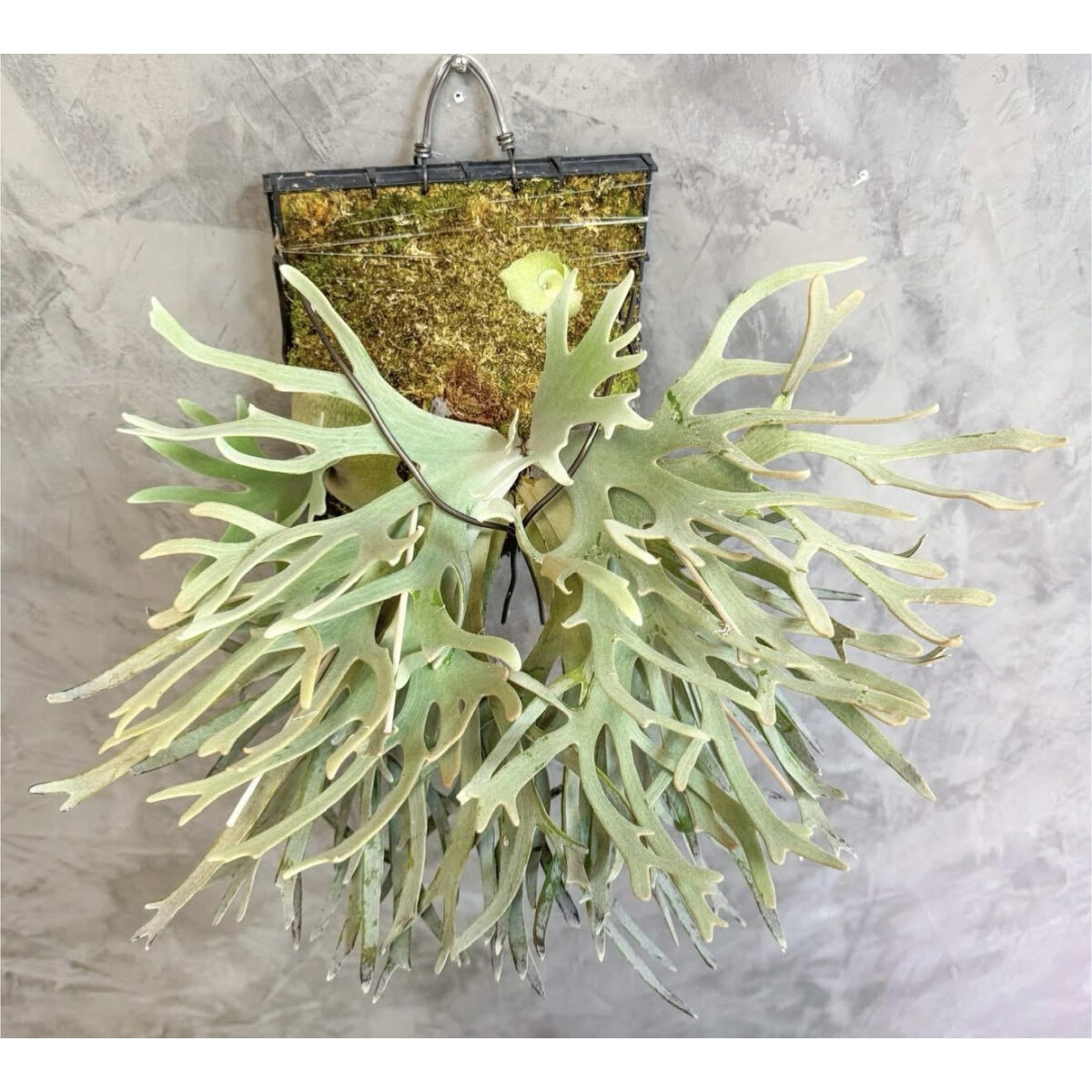 Platycerium willinckii Jade Girl, 79,90 €