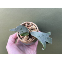 Platycerium willinckii Jade Girl