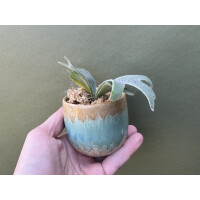 Platycerium willinckii Jade Girl