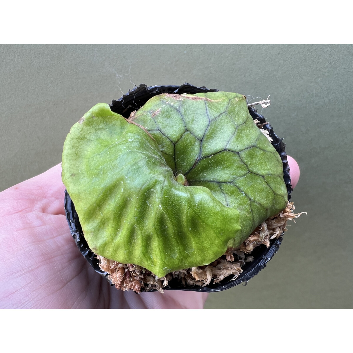 Platycerium madagascariense