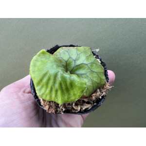 Platycerium madagascariense