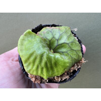 Platycerium madagascariense