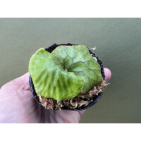 Platycerium madagascariense