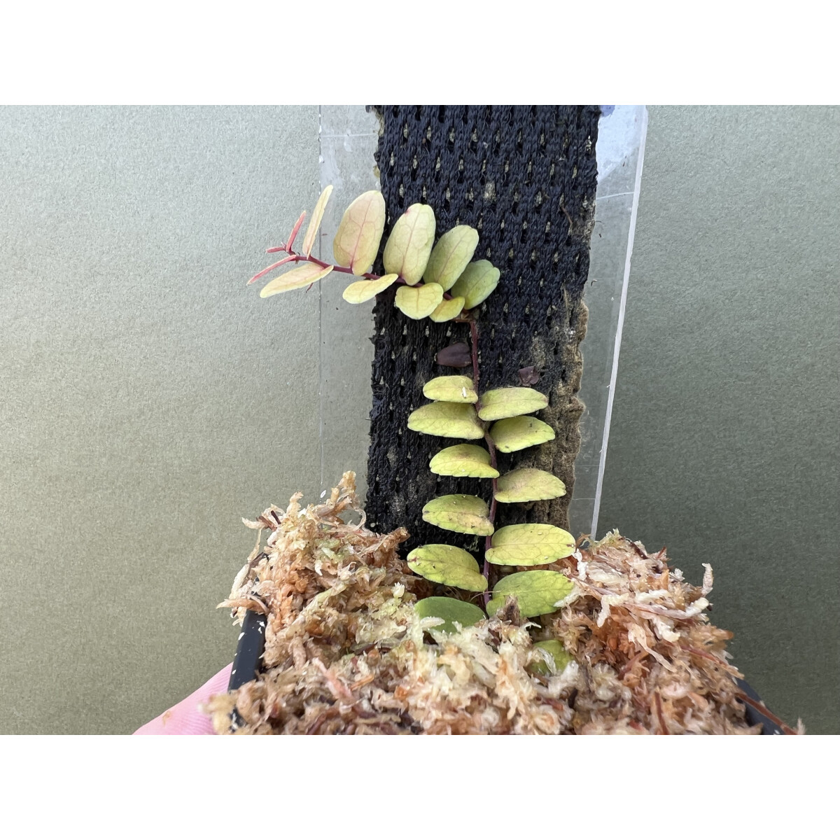 Marcgravia spec. Azreal