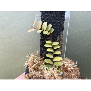 Marcgravia spec. Azreal