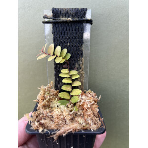 Marcgravia spec. Azreal