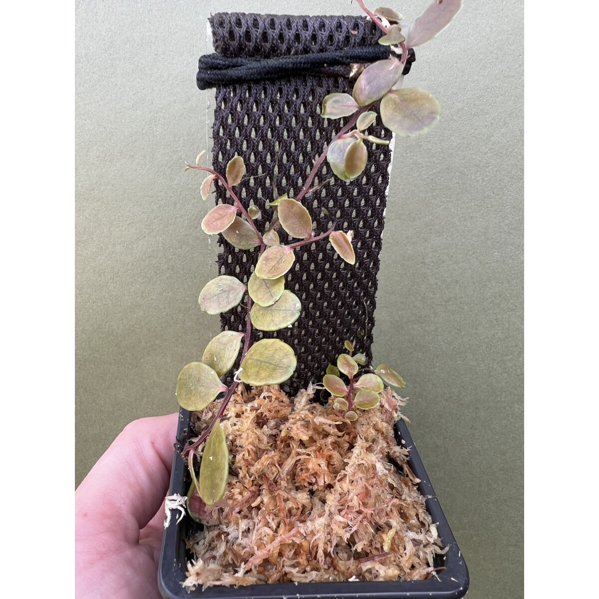 Marcgravias spec. mellon