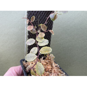 Marcgravias spec. mellon