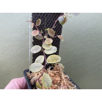 Marcgravias spec. mellon