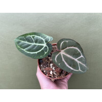 Anthurium carlablackiae M