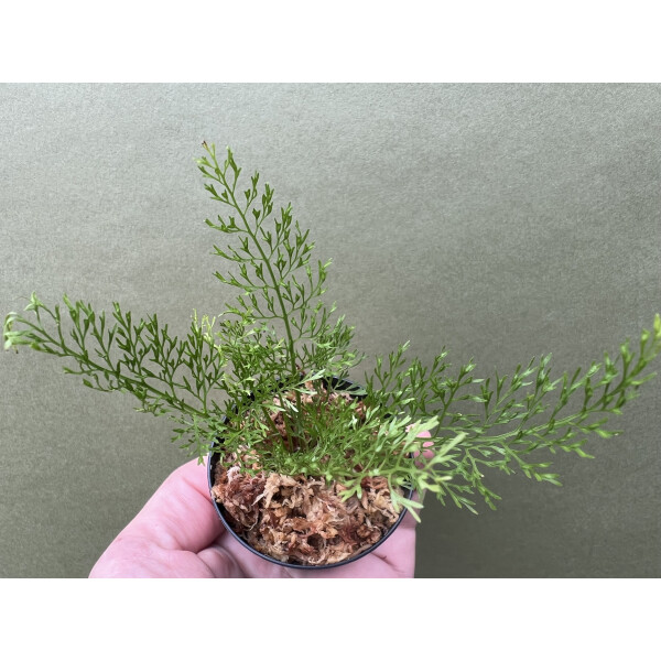 Asplenium theciferum