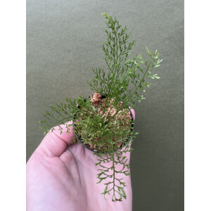 Asplenium theciferum