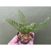 Asplenium theciferum