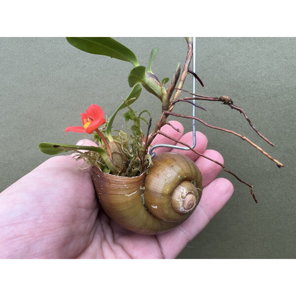 Orquídea en una concha de caracol