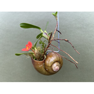 Orquídea en una concha de caracol