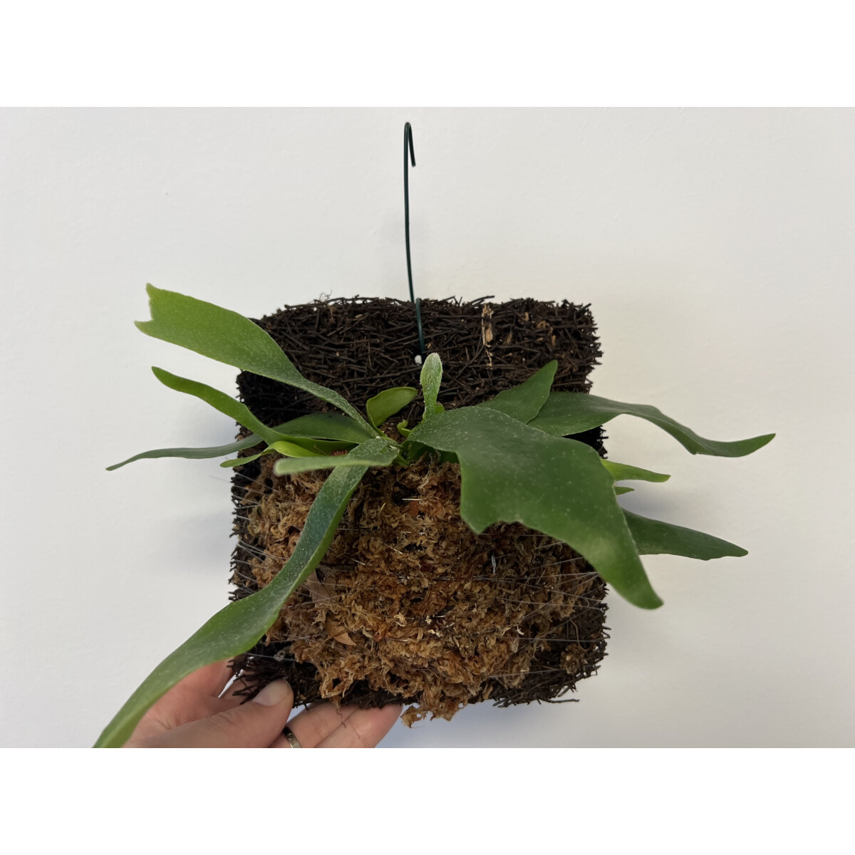 Platycerium bifurcatum Geweihfarn aufgebunden