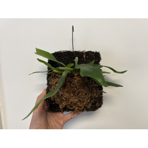 Platycerium bifurcatum Geweihfarn mounted