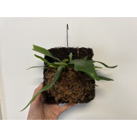 Platycerium bifurcatum Geweihfarn mounted