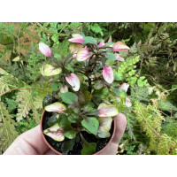 Alternanthera dentata