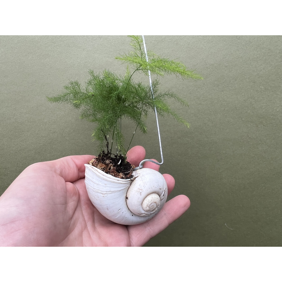 Zierspargel Asparagus Setaceus im Schneckenhaus