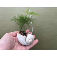 Zierspargel Asparagus Setaceus im Schneckenhaus