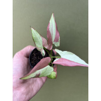 Syngonium orm nagpum variegata