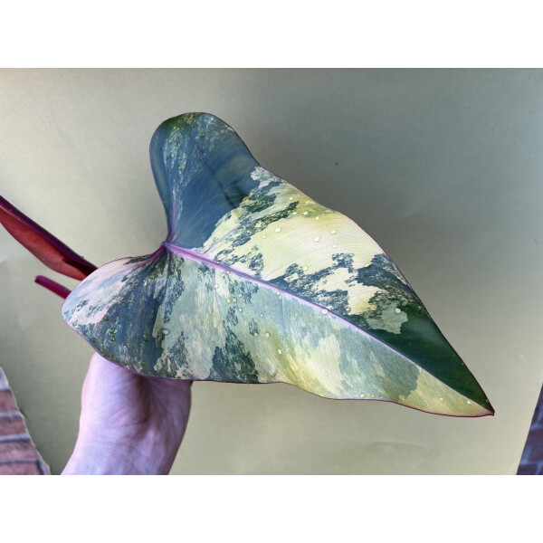 Philodendron Strawberry Shake Ableger