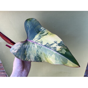 Philodendron Strawberry Shake Ableger