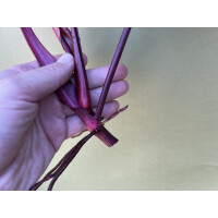 Philodendron Strawberry Shake Ableger