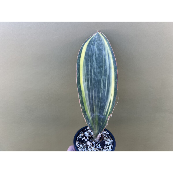 Sansevieria masoniana variegata