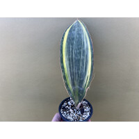 Sansevieria masoniana variegata