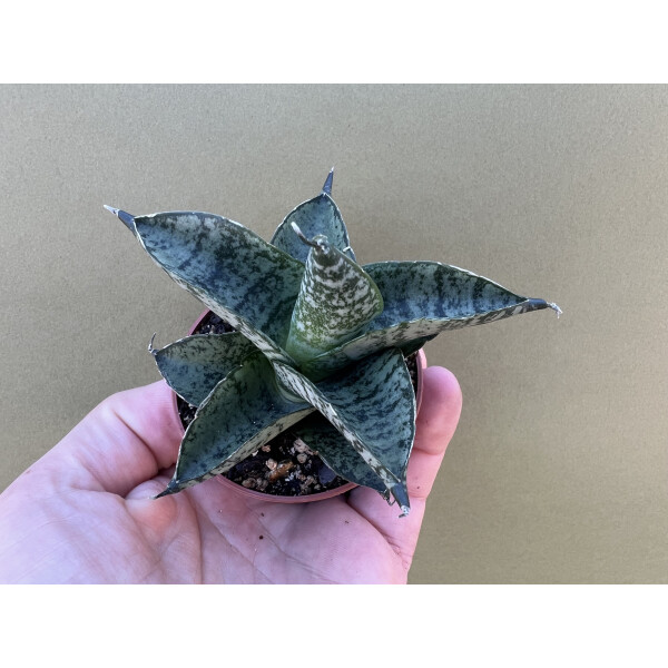 Sansevieria Pagoda Dark