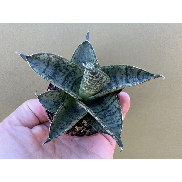 Sansevieria Pagoda Dark | Pflegeleicht | Luftreinigend | Dunkelgrn, 14,90