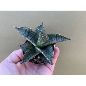 Sansevieria Pagoda Dark