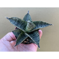 Sansevieria Pagoda Dark