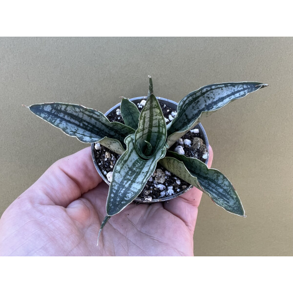 Sanseviera Long White