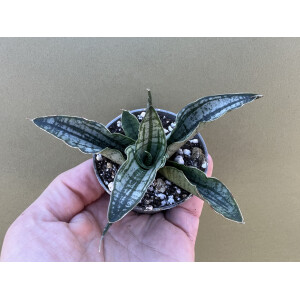 Sanseviera Long White