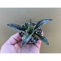 Sanseviera Long White