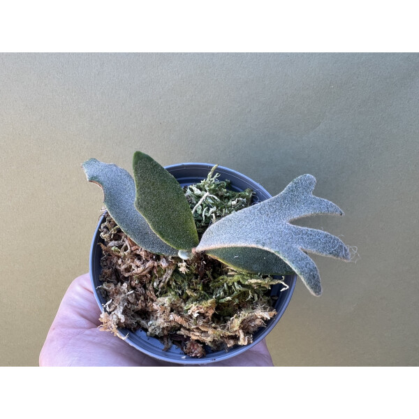 Platycerium willinckii Jenny