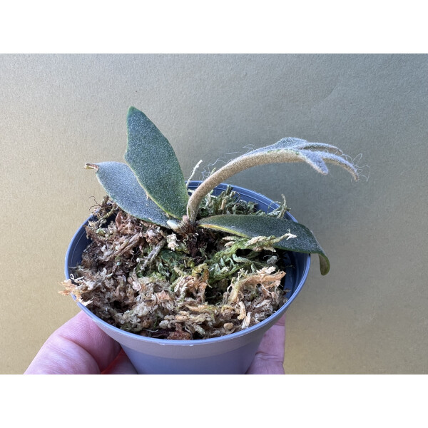 Platycerium willinckii 'Jenny' – Seltene & Exotische