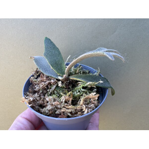 Platycerium willinckii Jenny