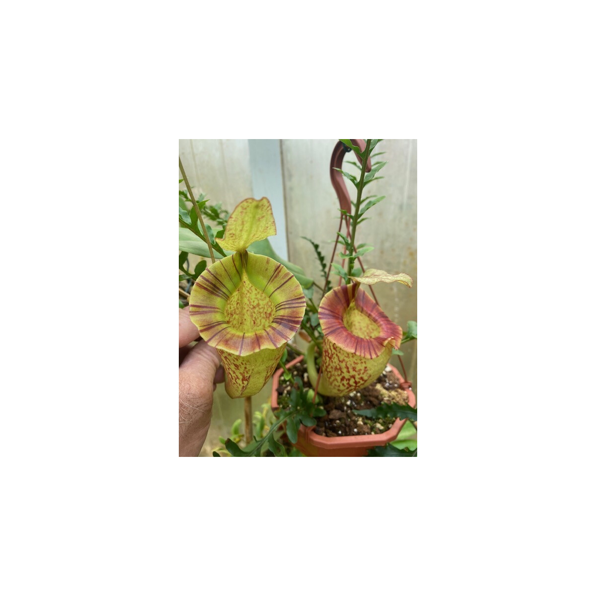 Nepenthes veitchii x platychila