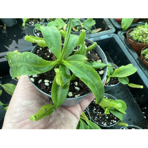 Nepenthes veitchii x platychila